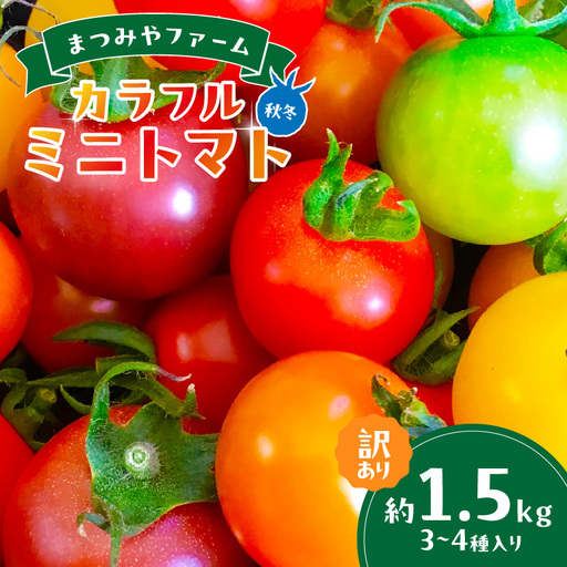 [トマト]訳あり秋冬ミニトマト 1.5kg