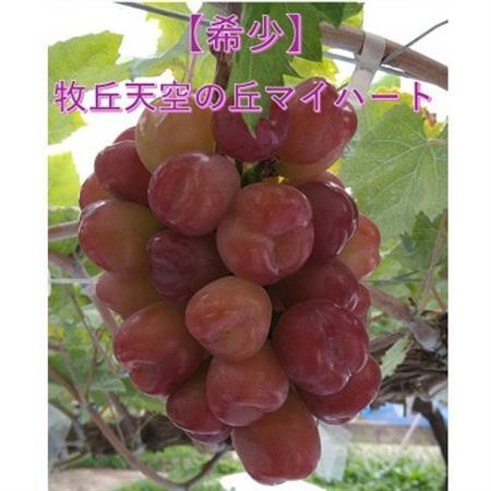 【2026年発送】10月中旬より発送「牧丘天空の丘マイハート」約1kg(2～3房)【配送不可地域：離島】【1582588】