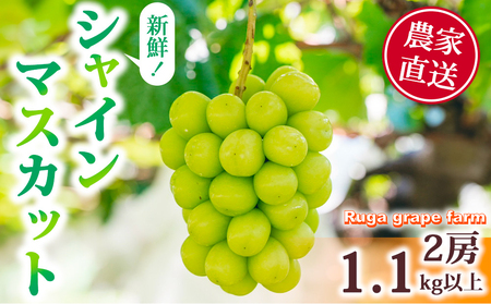 [先行受付2026年発送]シャインマスカット2房(1.1kg以上)|Ruga grape farm※2026年9月上旬以降発送予定