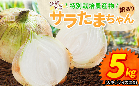 訳あり 玉ねぎ 新玉ねぎ 5kg [2027年4月中旬-5月末頃出荷]