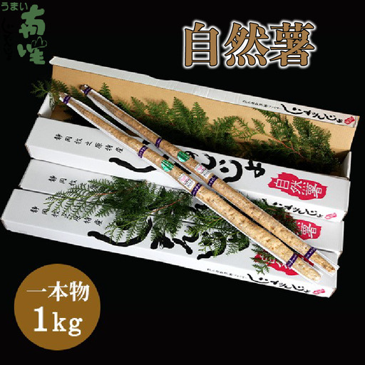 【期間限定発送】自然薯 牧之原 特産 個性あり自然薯 1㎏ とろろ 