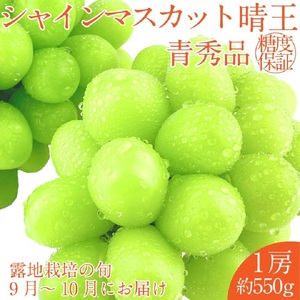 2026年 先行予約シャインマスカット 晴王 1房約550g 9月〜10月出荷/ 岡山県産 種無し 皮ごと食べる みずみずしい フレッシュ 晴れの国 おかやま 果物大国 彩美菜果