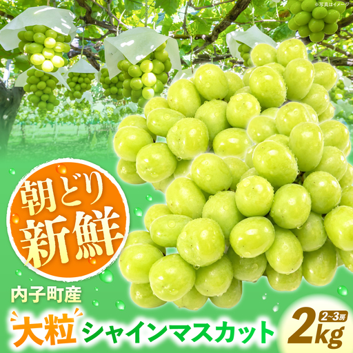 朝どり シャインマスカット BKCE001シャインマスカット