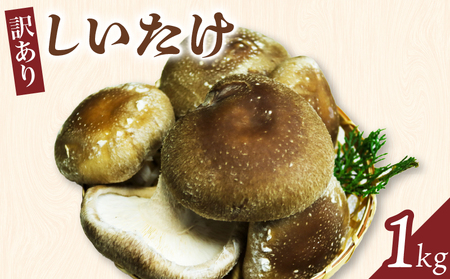しいたけ 訳あり 1kg 京都産 国産 しいたけ