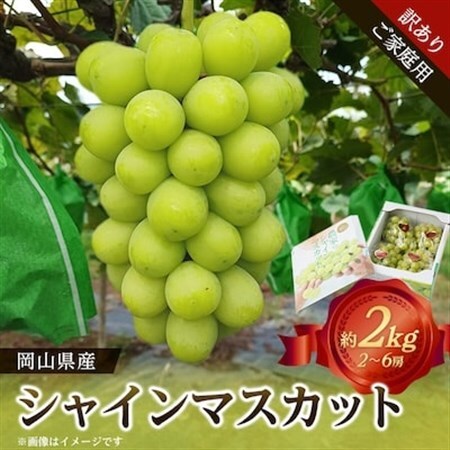 【訳あり】岡山県産シャインマスカット(ご家庭用)約2kg_果物・フルーツ ぶどう・マスカット  ブドウ 葡萄 _【配送不可地域：離島・北海道・沖縄県】【1321280】