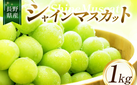 シャインマスカット1kg [2026年先行予約] | ちのふぁーむ