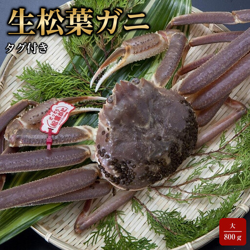 【魚倉】タグ付き生松葉ガニ(大800ｇ)