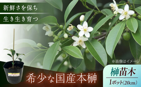 植物 福の山・榊(サカキ) 苗木(1ポット):20cm 広島県福山市/小林商事 本榊 さかき 苗木 地植え 神棚 プランター 観葉植物 [BAEA009]
