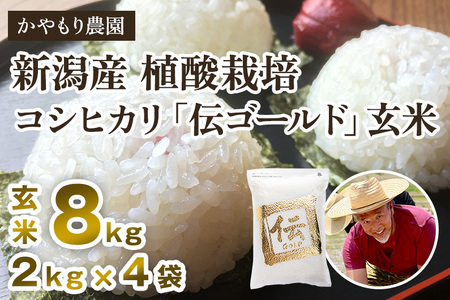 最短3日発送 【令和6年産米】新潟産コシヒカリ「伝ゴールド」真空パック 玄米8kg（2kg×4）かやもり農園