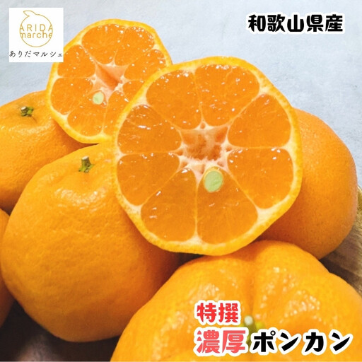 ［先行予約］極甘 柑橘 特選 濃厚 ポンカン 1.5kg［MS48］