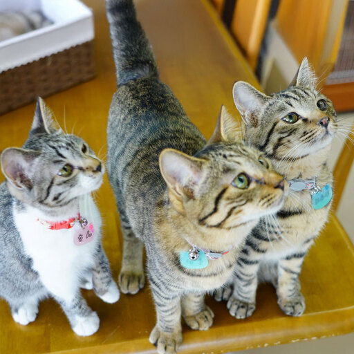 fn-36-001 猫ちゃんが大好きな方必見!『保護猫アンドゥ』フリータイムチケット3枚セット 動物 ペット