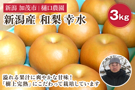 [2026年先行予約]和梨 幸水 3kg(6〜9玉)[8月中旬から順次発送] こうすい 梨