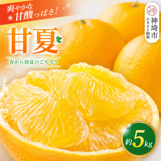 [2027年4月中旬より発送開始]甘夏 5kg(H116143)