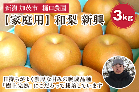 【2026年先行予約】【家庭用】和梨 新興 3kg（5～8玉）《10月下旬から順次発送》 しんこう 梨
