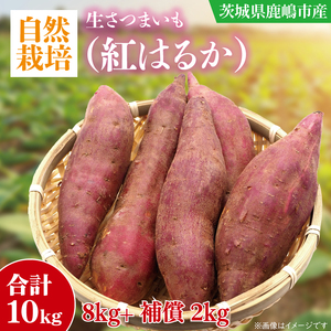 さつまいも 訳あり 10kg 生いも 自然栽培 紅はるか さつまいも