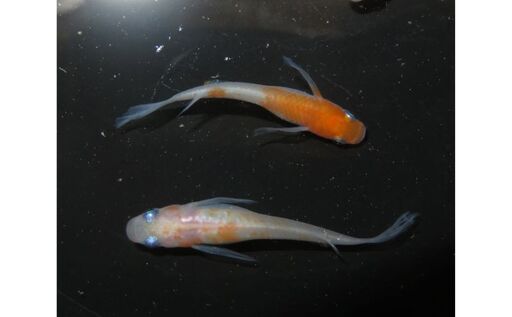 メダカ松井ヒレ長リンカ紅白観賞魚メダカ