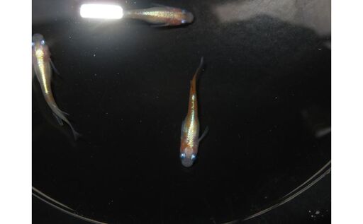 メダカリンカ紅白体外光観賞魚メダカ
