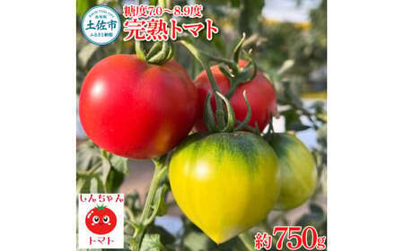 [先行予約]完熟トマト しんちゃんトマト 糖度7.0?8.9度 約750g 高知県土佐市 [横山真吾] [BQCG002]