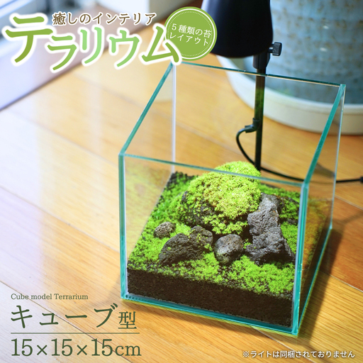 テラリウム 15cm キューブ（苔5種類） 苔リウム 苔テラリウム