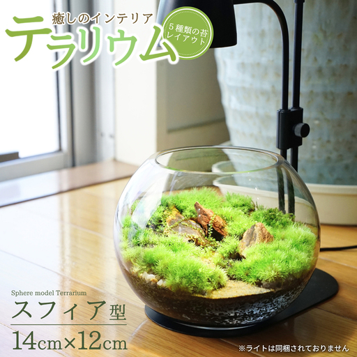 テラリウム 14cm スフィア（苔5種類） 苔リウム 苔テラリウム