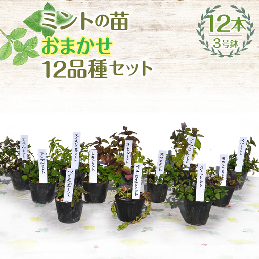 【ハーブショップYOU'樹】【おまかせセット】『ハーブとの出会いから約50年。山梨県唯一の「地域特産物ハーブマイスター」が育てるハーブ苗』ミントの苗 3号ポット 12品種セット SWBE013