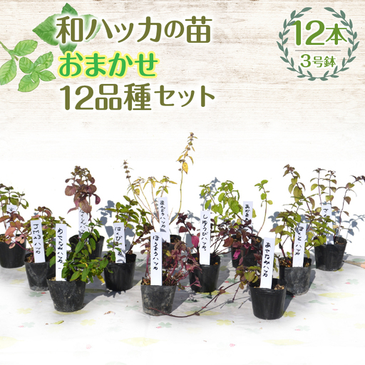 【ハーブショップYOU'樹】【おまかせセット】和ハッカの苗 3号ポット 12品種セット SWBE014