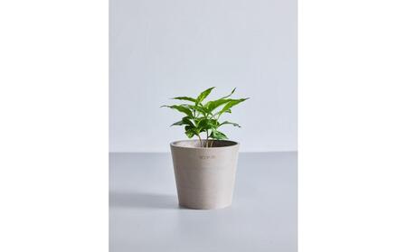 【鉢付き】コーヒーの木 テーブルMサイズ【鉢：トープ】 ALQ0008VC02