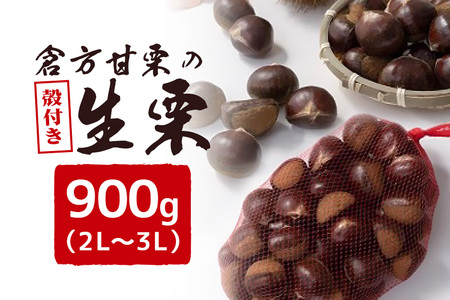 倉方甘栗の生栗 殻付き 約900g 2L〜3L 55-E