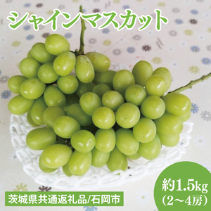 【2026年9月上旬～10月中旬発送】シャインマスカット約1.5kg（２～４房）【茨城県共通返礼品/石岡市】（MF-6）