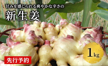 先行予約 秋田県 にかほ市産 新生姜1kg[ 生姜 しょうが ショウガ ジンジャー 薬味 ]