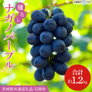 【2026年8月より順次発送】ナガノパープル 約1.2kg【茨城県共通返礼品/石岡市】(IT-21)