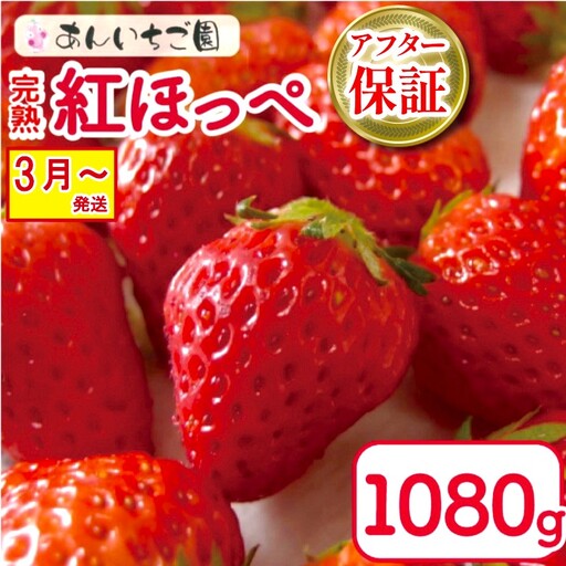  苺 いちご 紅ほっぺ 270g×4パック