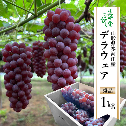 【先行予約】 令和8年産 ぶどう「デラウェア」1kg 種なし 秀品 L～2Lサイズ 2026年産 山形県産【2026年7月下旬頃～8月中旬頃発送予定】 ※配送不可 沖縄・離島　009-B-SD001