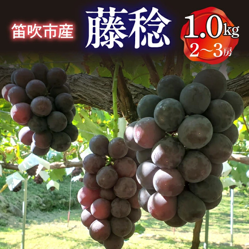 [2026年発送★先行予約]笛吹市産 藤稔 1.0kg(2〜3房) 227-013-26y