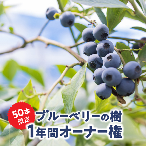 2855 鹿児島県鹿屋市 無農薬ブルーベリーの樹1年間オーナー権（50本限定） KN026-016 体験チケット