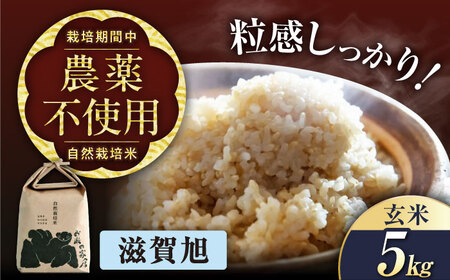 【先行予約】令和8年産 新米 滋賀旭 5kg 玄米 [AQCP040]