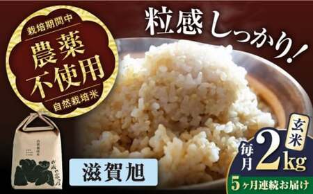 [先行予約]令和8年産 新米 5回定期 滋賀旭 2kg 玄米 [AQCP043]
