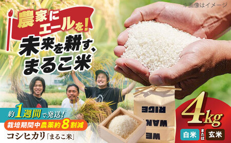 近江米 コシヒカリまるこ米4kg（2kg×2）[AQCZ002] コシヒカリ