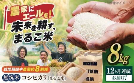 【全12回】近江米 コシヒカリまるこ米8kg（2kg×4）　無洗米 [AQCZ027] コシヒカリ