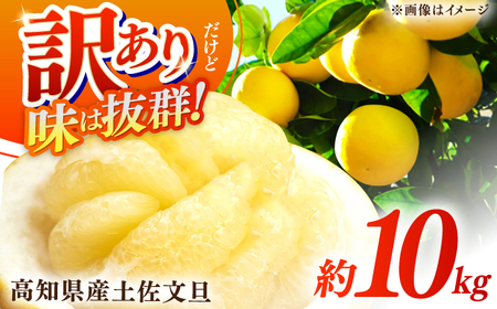 [先行予約]高知県産 訳あり 土佐文旦 約10kg [2027年1月下旬頃から発送] / 傷 シミ 訳アリ [株式会社 四国健商][ATAF038] 支援 支援品