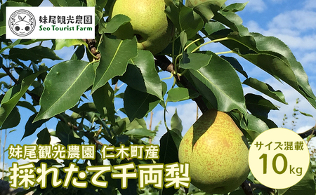 梨 千両梨 妹尾観光農園 北海道産 千両梨[10kg20個前後]