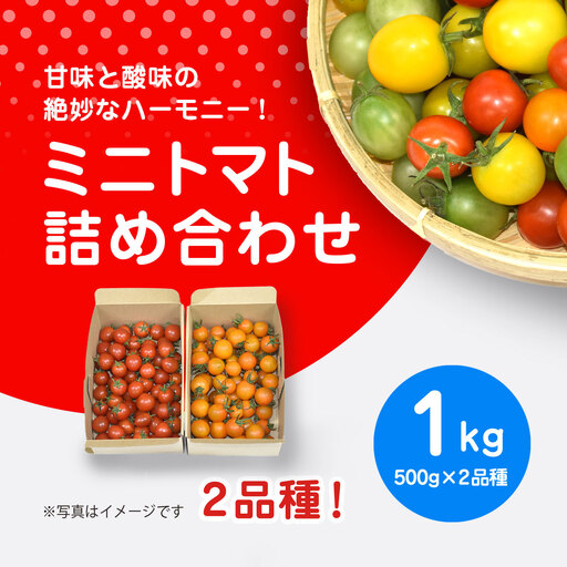 【先行予約】【11月から発送】甘味と酸味の絶妙なハーモニー! ミニトマト 詰め合わせ 1kg（500g×2品種） SMCA003