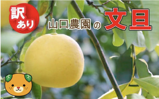 先行予約[訳あり] 文旦 9kg +傷み保障500g ぶんたん みかん 愛媛県 愛南町 山口農園