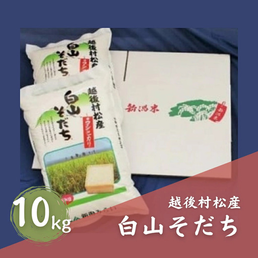 令和7年産 五泉産コシヒカリ「白山そだち」10kg | 新潟県 コシヒカリ