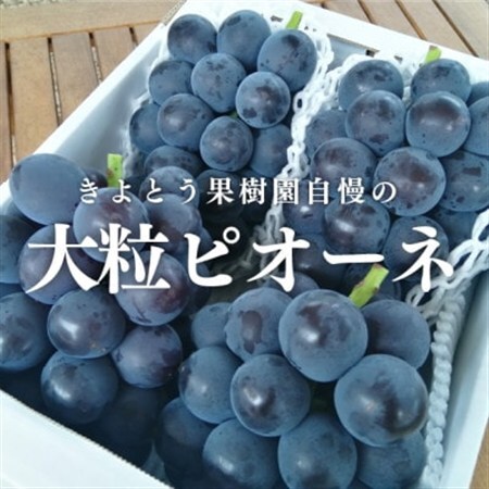 岡山県の代表葡萄「ピオーネ」 上級品 3-5房入/計2kg〜(岡山県産) 果樹園で長く愛される葡萄![配送不可地域:離島・北海道・沖縄県]