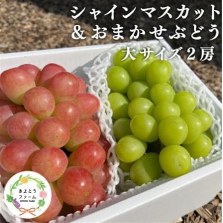 シャインマスカット＆生産者いちおし葡萄 大サイズ 2房入/計1.3kg～ (岡山県産)【配送不可地域：離島・北海道・沖縄県】【1553232】