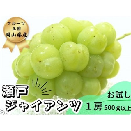 【2026年先行受付】お試し　朝採り新鮮!人気ぶどう瀬戸ジャイアンツ1房　500g以上【配送不可地域：離島】【1566950】