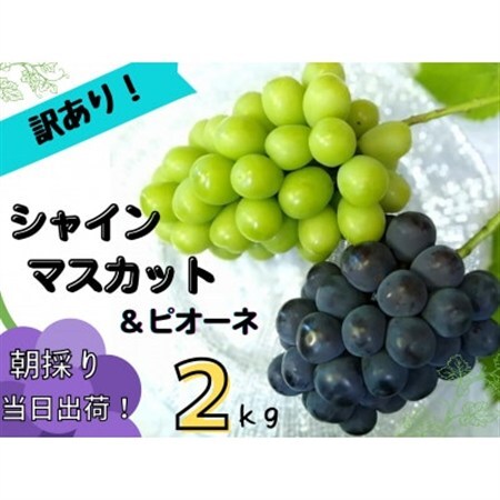 【2027年先行受付】訳あり岡山県産ぶどう詰合せ2kg(シャインマスカット+ピオーネ)【配送不可地域：離島】【1566981】