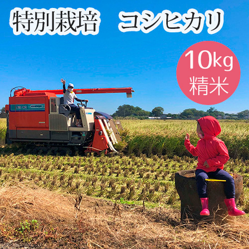 特別栽培 コシヒカリ 精米10kg No.478