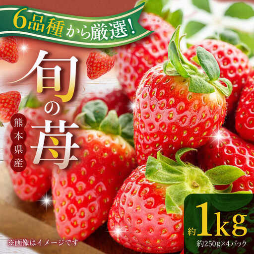 【先行予約】熊本県産いちご 約１kg（250g×4pc） イチゴ フルーツ 果物 熊本県産 熊本【日本フルーツ株式会社】 [ZFJ009]
